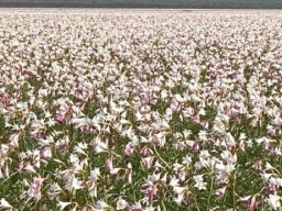 Crinum paludosum, the time of the lily